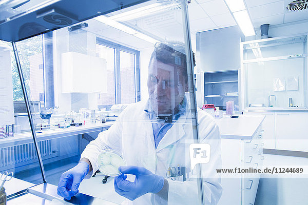 Wissenschaftlerin untersucht Probe in Petrischale im Labor