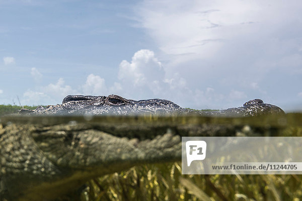 Nahaufnahme eines amerikanischen Krokodils (crodoylus acutus) in den Untiefen des Chinchorro-Atolls  Mexiko