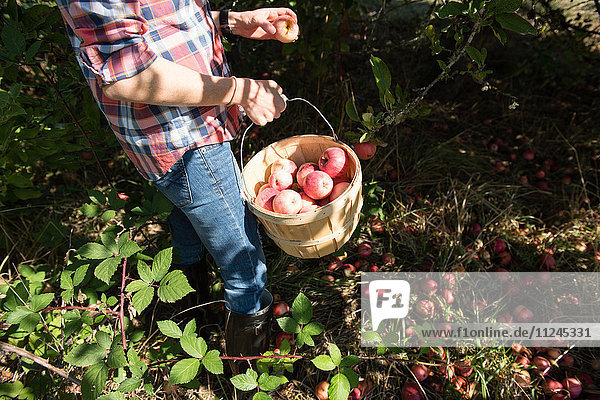 Nackenansicht einer Frau beim Äpfelpflücken im Obstgarten eines Biobetriebs