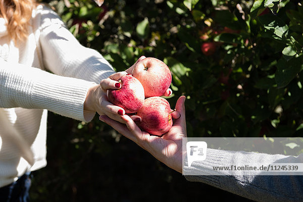 Schnappschuss einer Frau  die einem Mann gepflückte Äpfel im Obstgarten eines Biobetriebs übergibt