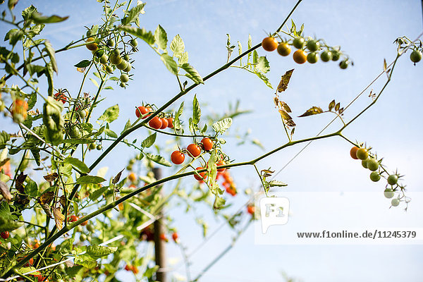 Strauchtomaten an Tomatenpflanze gegen blauen Himmel