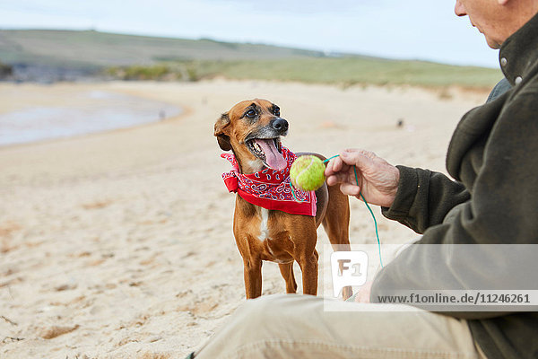 Man and dog on beach  Constantine Bay  Cornwall  UK