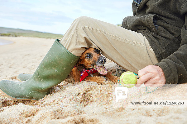 Man and pet dog sitting on beach  Constantine Bay  Cornwall  UK