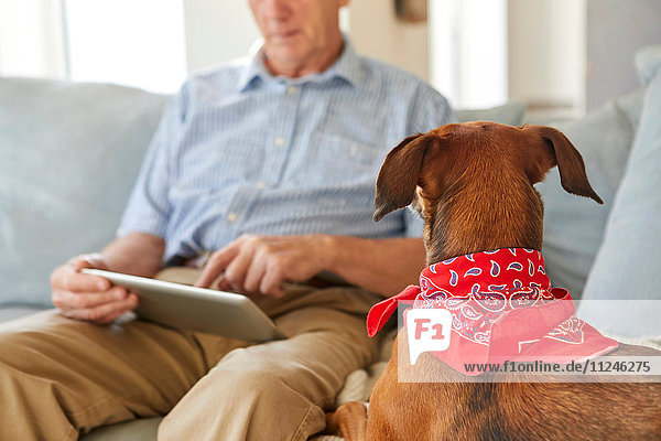 Dog watching owner use digital tablet