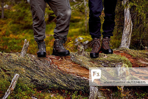 Wanderer auf umgestürztem Baum stehend  Sarkitunturi  Lappland  Finnland