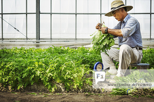 A man working in a greenhouse harvesting a commercial crop  the mizuna vegetable plant.