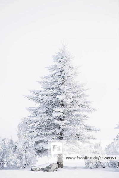 Kiefer und Wacholder mit Schnee bedeckt