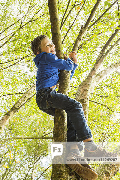 Boy (6-7) climbing tree