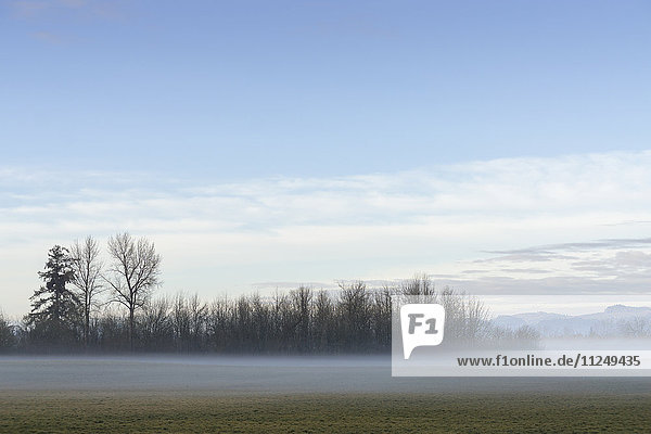 Nebel über einer Wiese mit kahlen Bäumen im Hintergrund