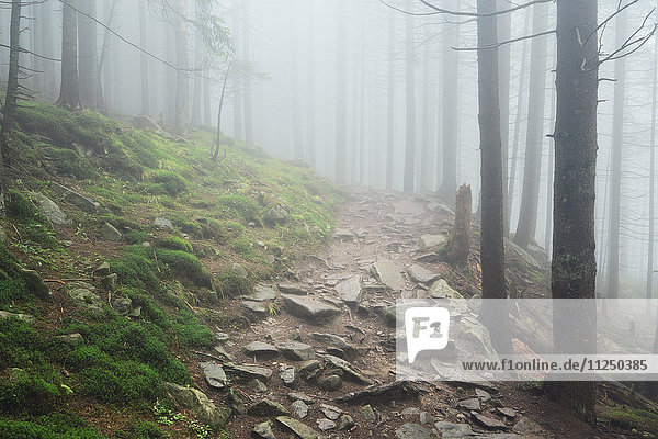 Fußweg im Wald bei Nebel
