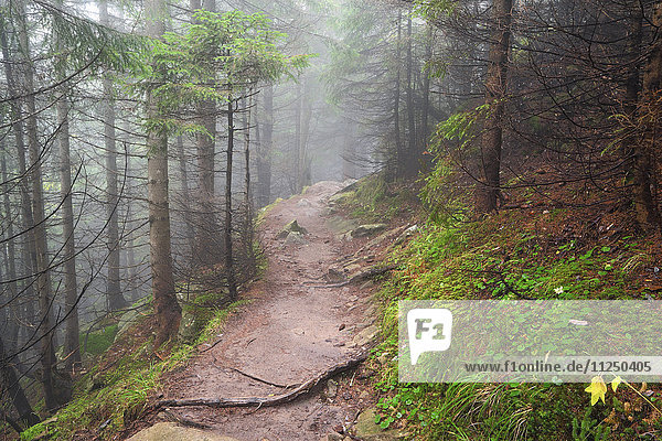 Footpath in forest in fog