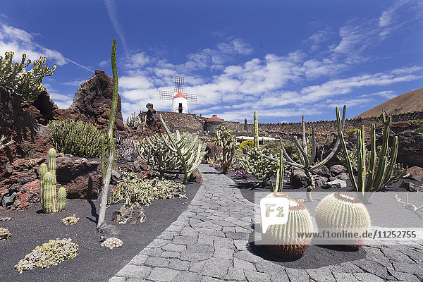 Cactus garden (Jardin de Cactus) by Cesar Manrique  wind mill  UNESCO Biosphere Reserve  Guatiza  Lanzarote  Canary Islands  Spain  Europe