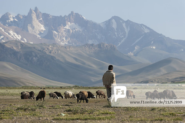 A boy takes his goats to graze in Bamiyan Province  Afghanistan  Asia