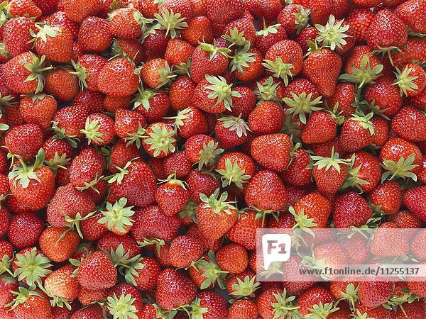 Frische Erdbeeren