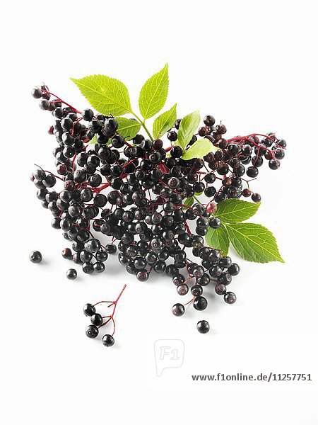 Frisch geerntete Holunderbeeren auf weissem Untergrund