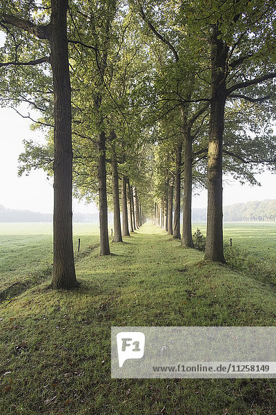 Niederlande  Grüner Weg mit Bäumen