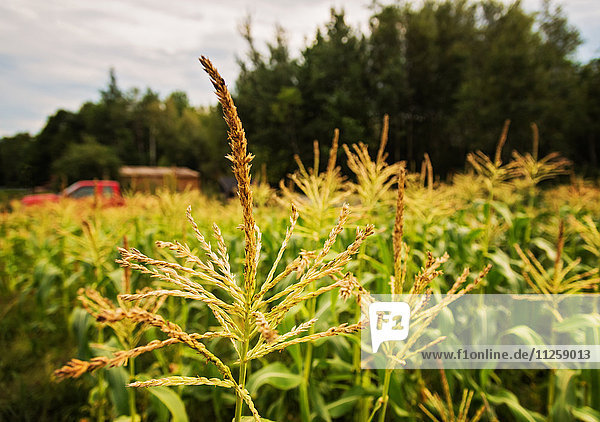 USA  Maine  Knox  Corn growing in field