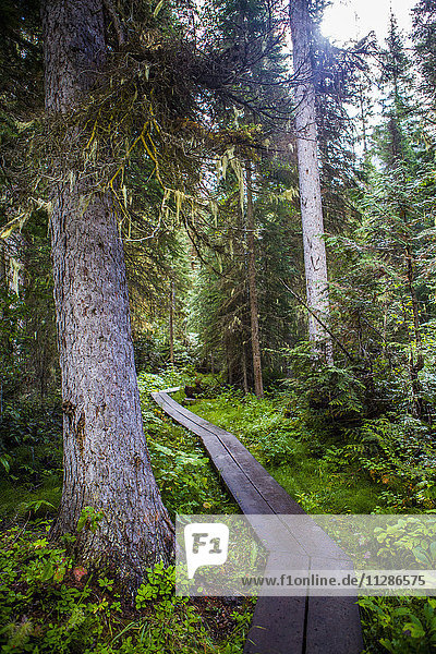 Holzpromenade im Wald