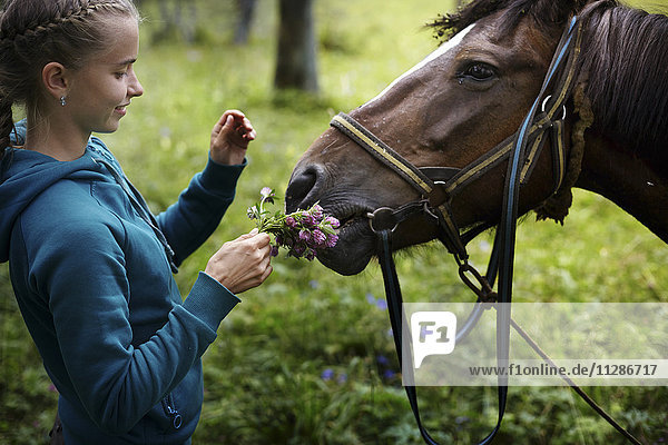 Caucasian girl holding flowers for horse to smell