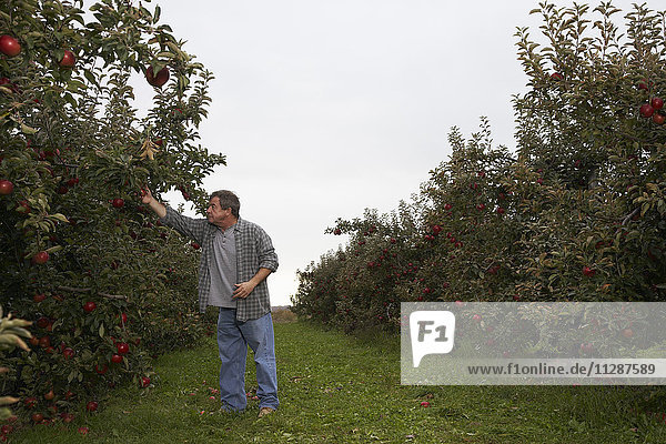 Mann prüft Ernte in Apfelplantage