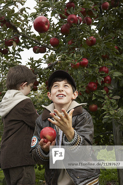 Jungen im Apfelgarten