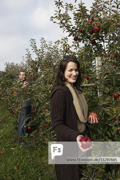 Ehepaar pflückt Äpfel im Obstgarten