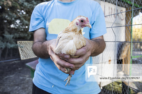 Hände eines Mannes  der ein Huhn auf einem Bauernhof hält.