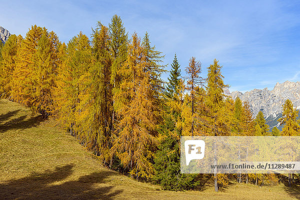 Beautifully Colored Larches in Autumn  Passo di Falzarego  Cortina d'Ampezzo  Veneto  Dolomites  Italy