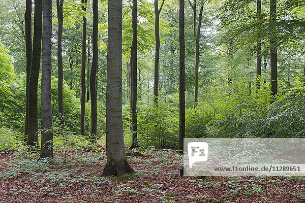 Wald im Frühling  Weibersbrunn  Spessart  Bayern  Deutschland