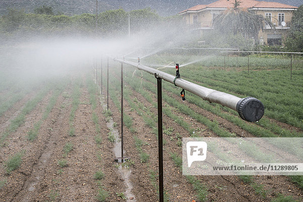 Bewässerungssystem für Dill im Gemüsegarten