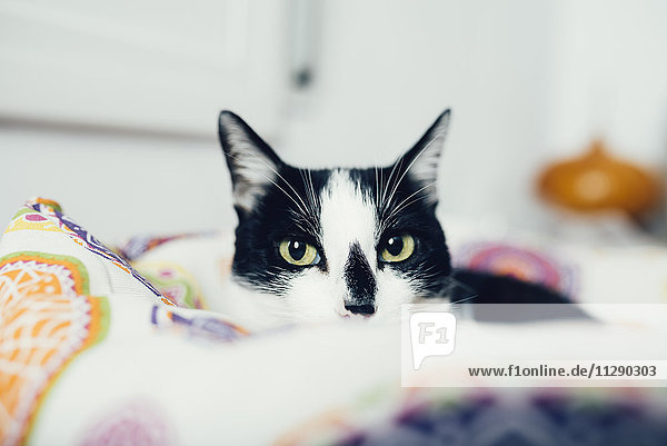 Porträt einer schwarz-weißen Katze  die zu Hause auf dem Bett liegt.