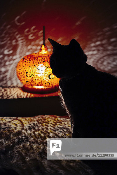 Silhouette einer Katze  die auf der Couch neben einer handgefertigten Kürbislampe sitzt.
