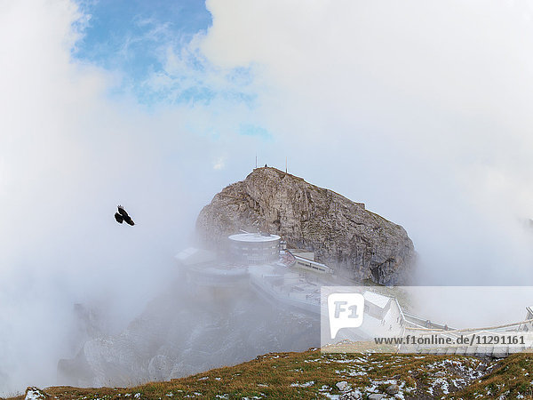 Switzerland  Emmental Alps  Alpine choughs at Pilatus-Kulm mountain station