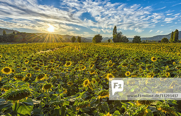 Italien  Umbrien  Sonnenblumenfeld in der Abenddämmerung