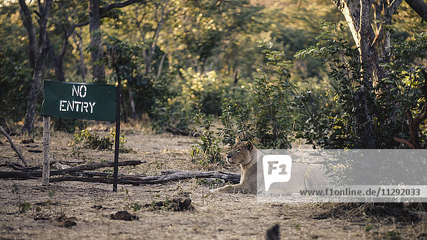 Botswana  Chobe Nationalpark  Löwin liegt neben keinem Einfahrtsschild
