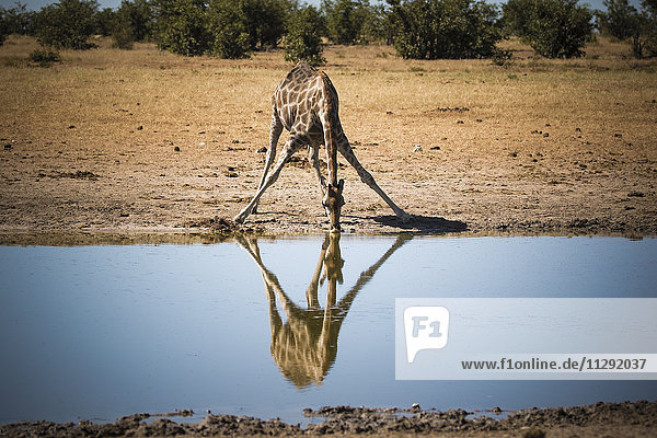 Namibia  Etosha Nationalpark  Giraffe beim Trinken am Wasserloch