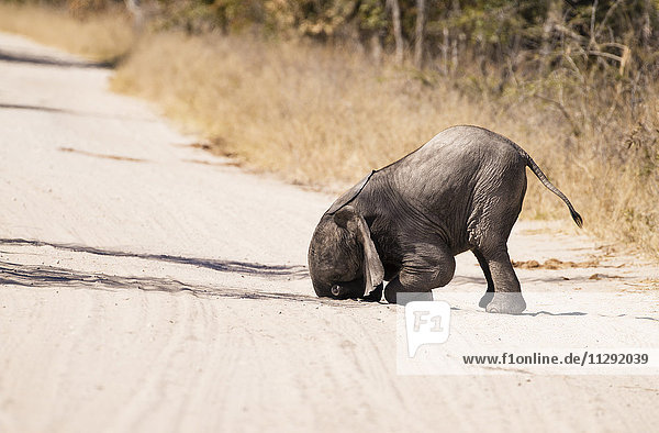 Simbabwe  Hwabge Nationalpark  Elefantenbaby beim Spielen im Sand