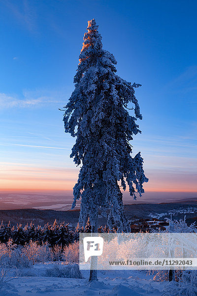 Deutschland  Hessen  Taunus  Schneebedeckter Baum im Morgenlicht
