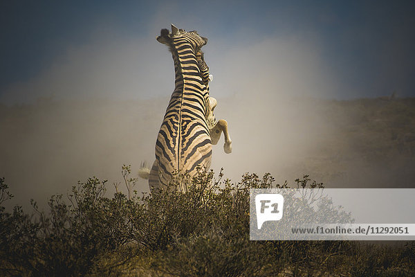 Namibia  Etosha Nationalpark  Zebras bekämpfen