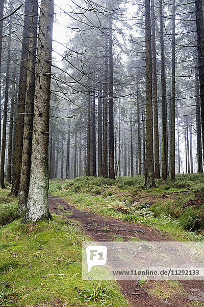 Deutschland  Harz  Nebelwald