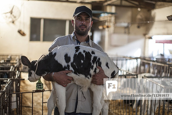 Farmer in stable holding calf