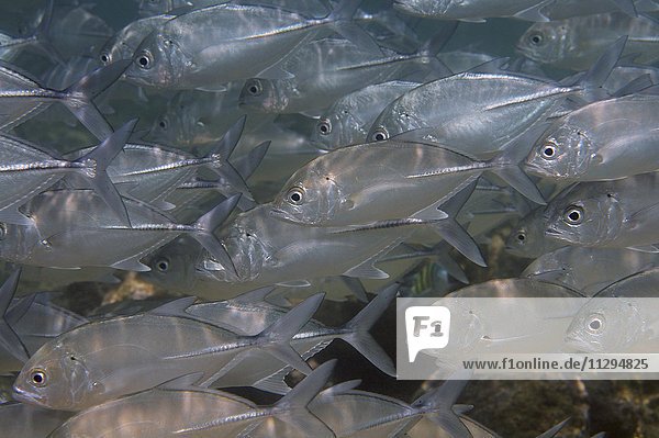 Fischschwarm mit Großaugen-Makrelen (Caranx sexfasciatus)  Indischer Ozean  Hikkaduwa  Sri Lanka  Asien