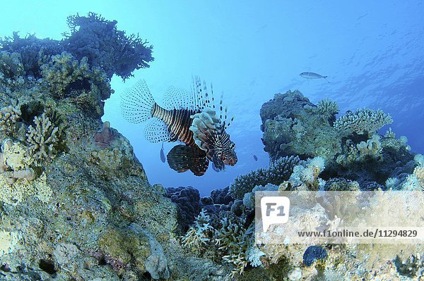 Rotfeuerfische  Feuerfische (Pterois Meilen) ist ein Korallenriff  Rotes Meer  Marsa Alam  Abu Dabab  Ägypten  Afrika
