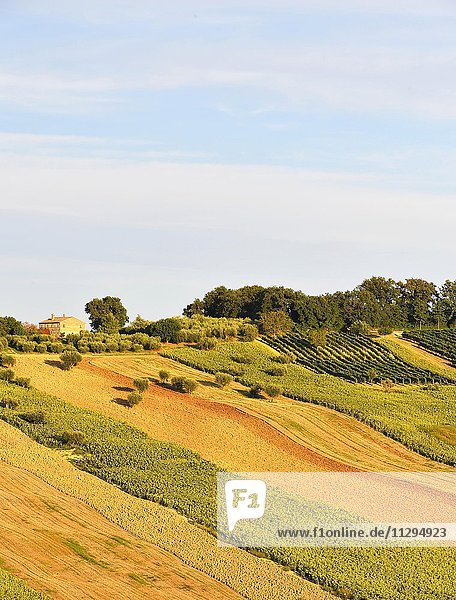Sonnenblumenfelder und Weinanbau  Sant´Amico  Morro D´Alba  Marken  Italien  Europa