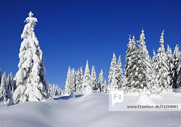 Tief verschneite Winterlandschaft im Nationalpark Harz  Schneebedeckte Fichten  Sachsen-Anhalt  Deutschland  Europa