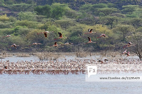 Flamingos (Phoenicopteridae) im Wasser  Lake Bogoria  Ostafrika  Kenia  Afrika