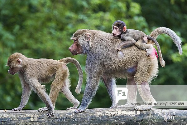 Mantelpaviane (Papio hamadryas)  Tierfamilie  Jungtier sitzt auf Rücken  captive