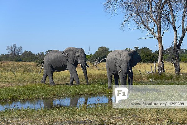 African elephants (Loxodonta africana) at waterhole  near Mababe Village  Botswana  Africa