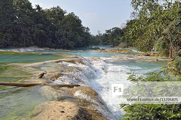 Cataratas de Agua Azul  Wasserfälle des blauen Wassers  Felsstufen des Rio Yax  Palenque  Bundesstaat Chiapas  Mexiko  Mittelamerika