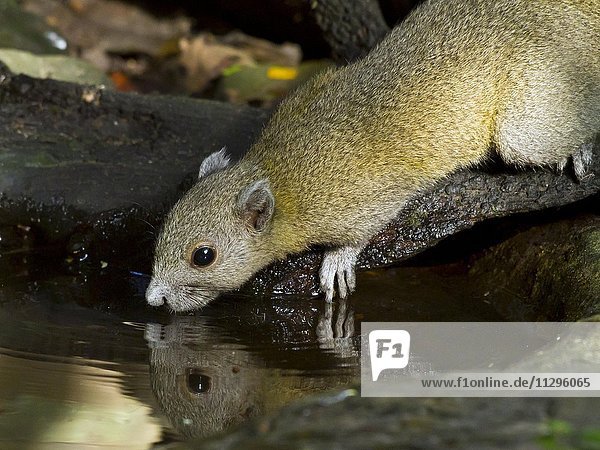 Graubauchhörnchen trinkt an der Tränke  (Callosciurus caniceps)  Kaeng Krachan  Phetchaburi  Thailand  Asien